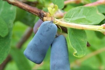 Blue honeysuckle (Lonicera coerulea)